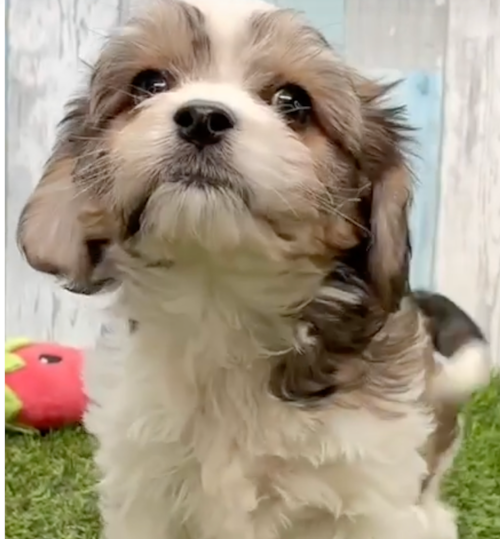 tricolor cavachon puppy